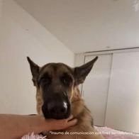 Condenaron a madre e hija que quemaron vivo a un perro en Sincelejo