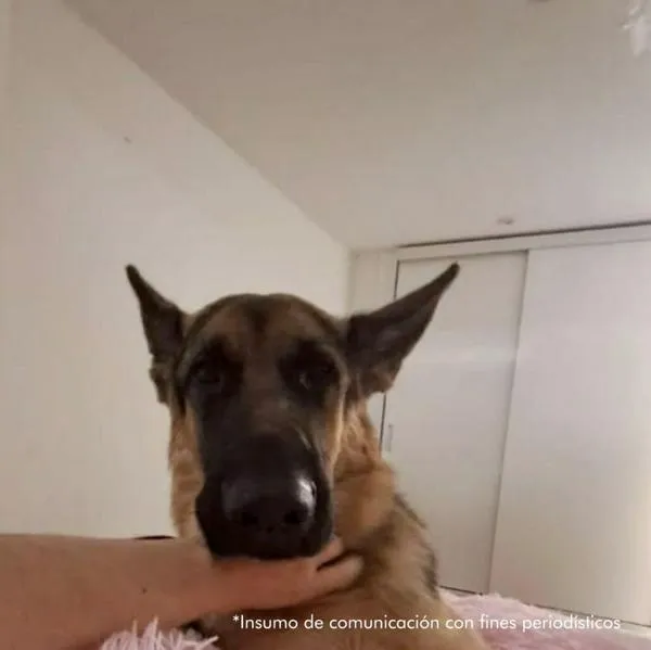 Condenaron a madre e hija que quemaron vivo a un perro en Sincelejo