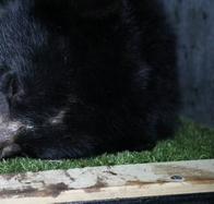 Tras su paso por el Parque Jaime Duque, el oso Tamá vuelve a su hábitat con collar satelital