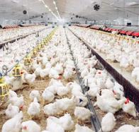 Fuerte aumento del consumo per cápita de huevo y pollo en Colombia; se abren oportunidades en mercados internacionales