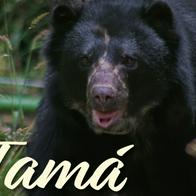 Murió Tamá, oso de anteojos que iba a ser liberado en Colombia: historia y video