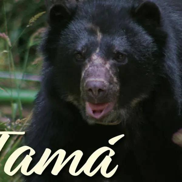 Murió Tamá, oso de anteojos que iba a ser liberado en Colombia: historia y video