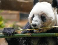 China pone fin a la diplomacia de los pandas con Japón y repatriará a sus dos animales
