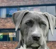 ¿Se pueden poner cláusulas de arrendamiento para prohibir las mascotas?