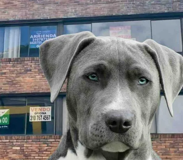 ¿Se pueden poner cláusulas de arrendamiento para prohibir las mascotas?