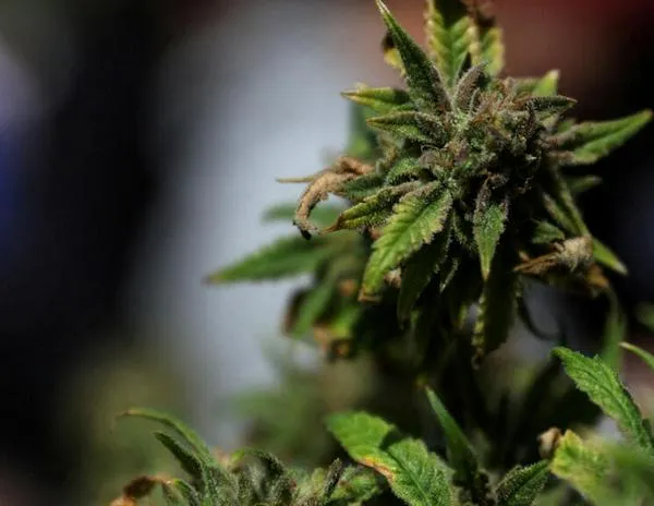 ¿Qué implica la orden ejecutiva de Trump de reclasificar la marihuana como droga menos peligrosa?