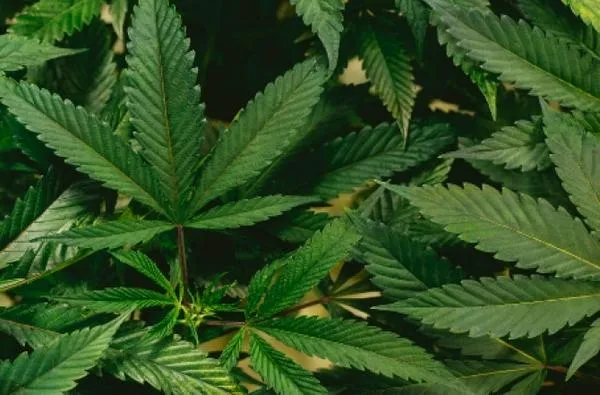 Reclasificación del cannabis en Estados Unidos: la orden de Trump y su impacto en investigaciones médicas