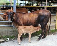 ¿Cómo ser beneficiario de Una vaca por la paz? En Caldas 15 campesinos recibieron su bovino