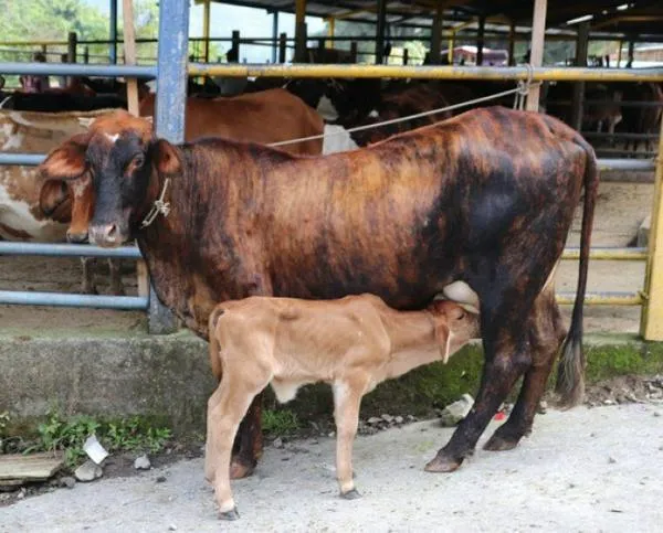 ¿Cómo ser beneficiario de Una vaca por la paz? En Caldas 15 campesinos recibieron su bovino