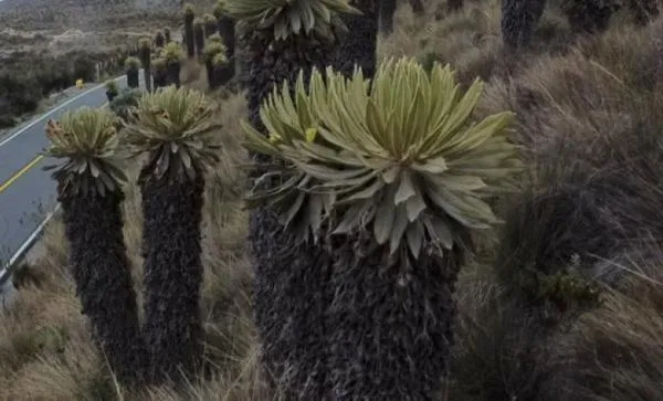 Vía Manizales - Murillo: conozca el calendario del pico y placa para el primer trimestre del 2026