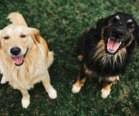 Jornadas de esterilización animal gratuita en Cali: ¿Dónde y cuándo se realizarán?