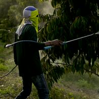 Imagen ilustrativa de fumigación con glifosato 