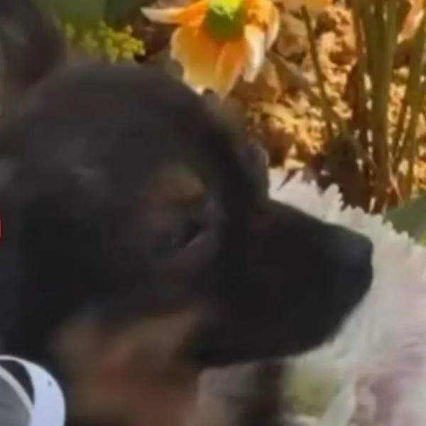 Mascota conmovió al llorar en la tumba de estudiante que murió en accidente
