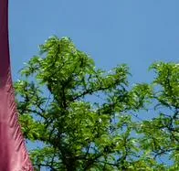 Así robaron restos humanos de la morgue de la Universidad de Harvard durante dos años