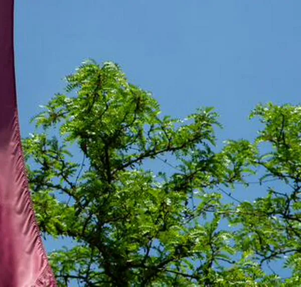 Así robaron restos humanos de la morgue de la Universidad de Harvard durante dos años