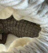 Rescatan babillas y tortuga icotea víctimas de tráfico: permanecían en zona rural de Pacho