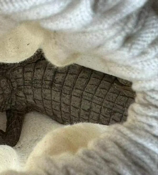 Rescatan babillas y tortuga icotea víctimas de tráfico: permanecían en zona rural de Pacho