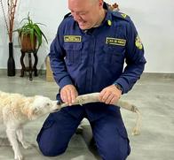 Lila, perrita ciega adoptada por un bombero en Manizales, inspira con su historia de amor y esperanza