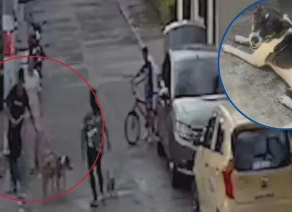 Ibagué: Judicializan a hombre que agredió a canina criolla en 2024 