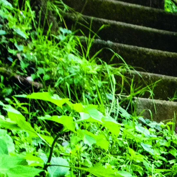 Mariana, la pequeña que sufre de fibrosis, cumplió el sueño de nadar con delfines