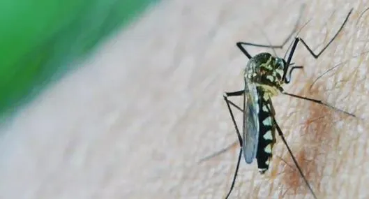 Colombia reporta 117.789 casos de dengue con corte al 2 de diciembre de 2025, según el INS