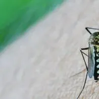 Colombia reporta 117.789 casos de dengue con corte al 2 de diciembre de 2025, según el INS