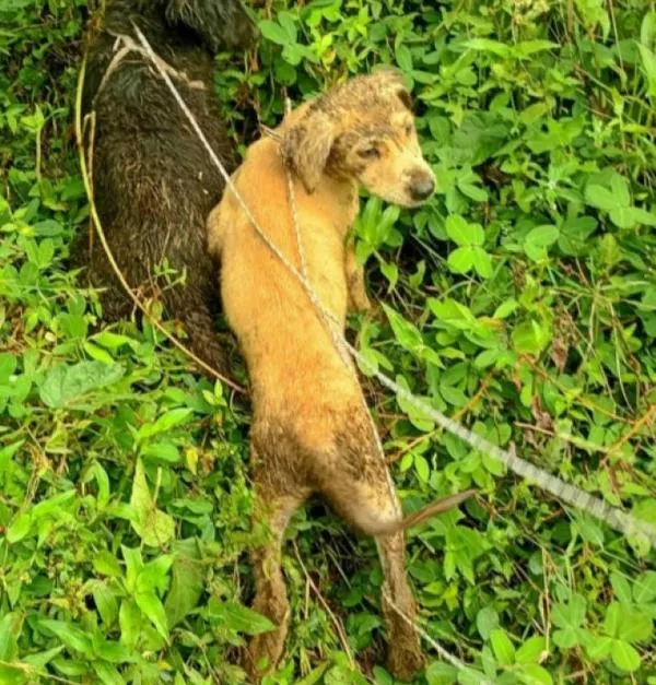 Dos perros pasaron noche de Navidad atrapados en un hueco: bomberos los rescataron