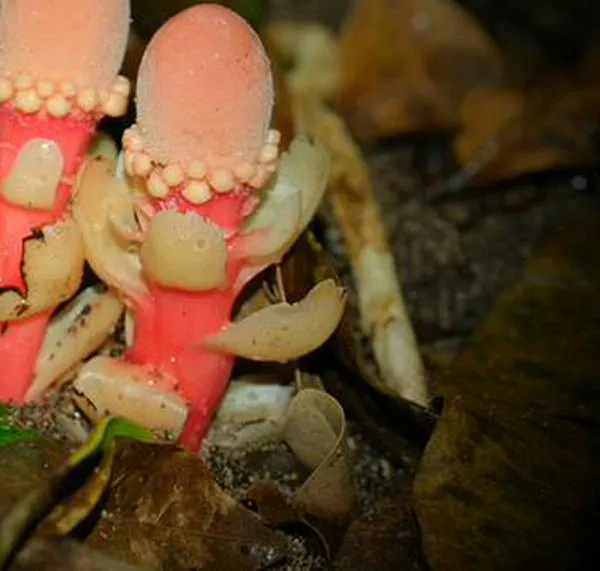 Revelan nuevos detalles de la evolución de una planta “extremadamente rara” 