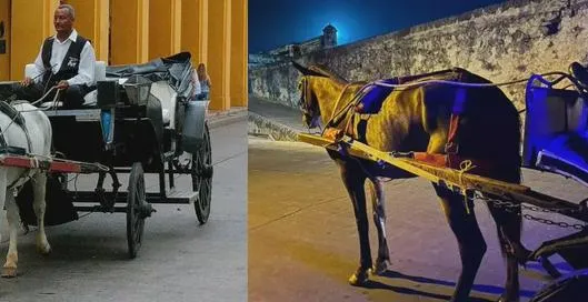 Cartagena prohíbe definitivamente la circulación de carrozas con animales: alcaldía emitió decreto