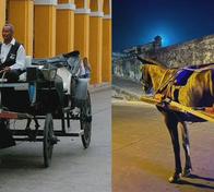 Cartagena prohíbe definitivamente la circulación de carrozas con animales: alcaldía emitió decreto