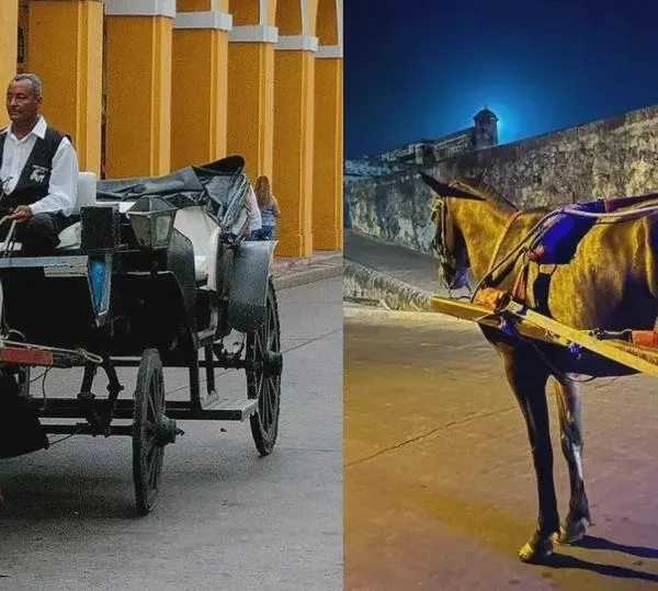 Cartagena prohíbe definitivamente la circulación de carrozas con animales: alcaldía emitió decreto