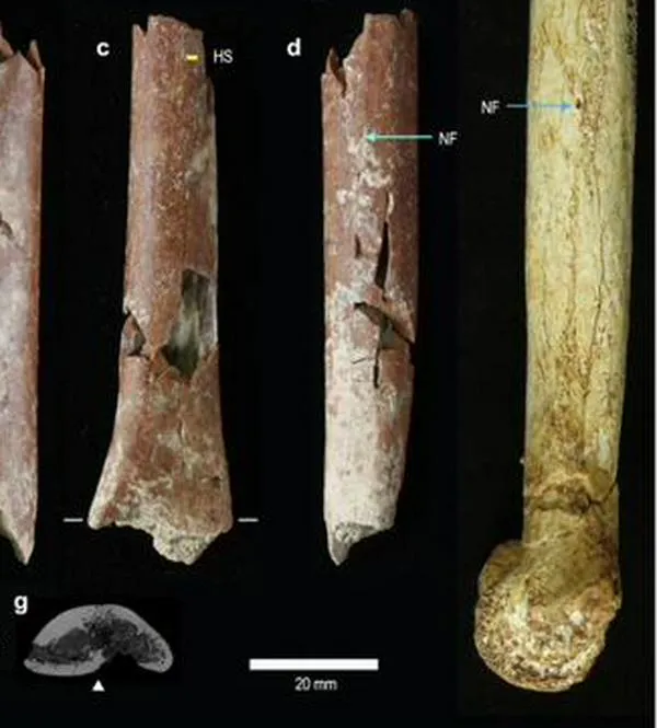 Cambio climático influyó en la extinción de los “hobbits”, una especie humana primitiva