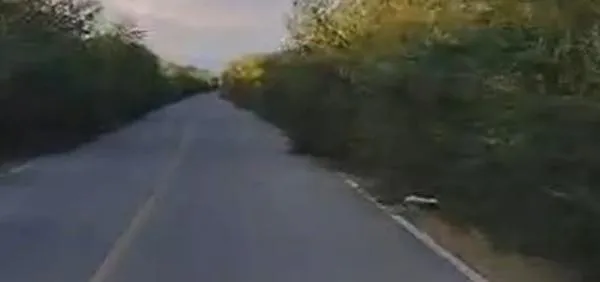 Piden intervenir la vía Guaymaral–Los Venados: “Los árboles se metieron a la vía”