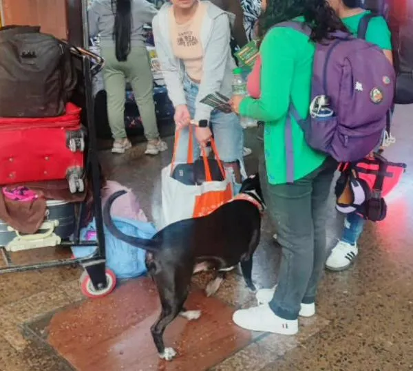 Ministerio de Transporte refuerza control sobre tarifas en temporada alta de pasajeros