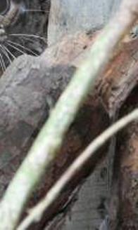 Leopardo que creció en cautiverio volvió a su hábitat natural: fue liberado en el Suroeste antioqueño