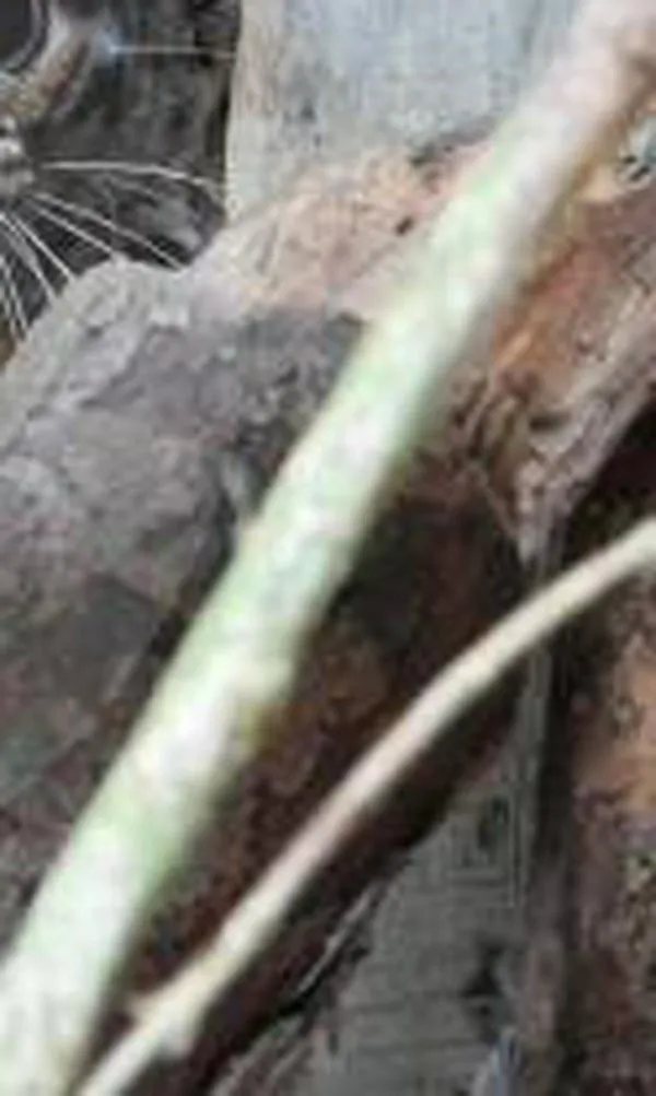 Leopardo que creció en cautiverio volvió a su hábitat natural: fue liberado en el Suroeste antioqueño