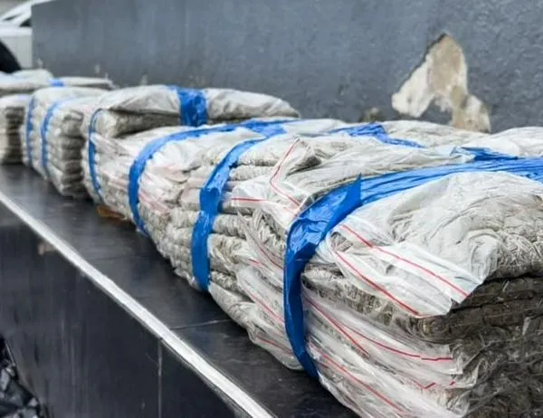 Incautada media tonelada de marihuana oculta en un vehículo en la localidad de Kennedy 