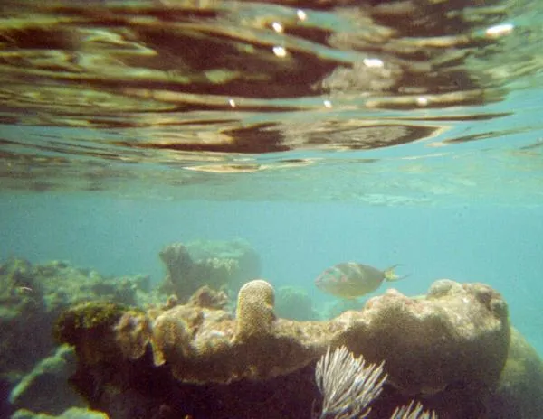 En el Caribe, los arrecifes de coral se han reducido a la mitad desde 1980