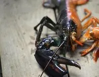 Hervir langostas vivas, bajo amenaza de prohibición en el Reino Unido