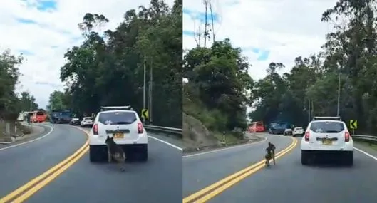 Familia abandonó a su mascota