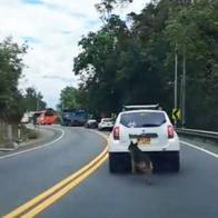 Familia abandonó a su mascota