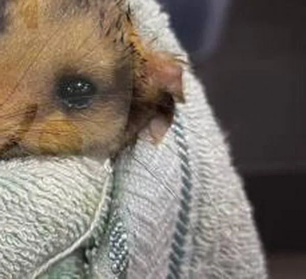 Más malas noticias para la fauna silvestre en el Valle de Aburrá: 34 animales afectados por pólvora fueron atendidos por el Área Metropolitana