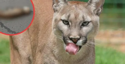 "Muy triste": hallan puma atropellado en vía al Mar por viajes de fin de año y hacen fuerte llamado