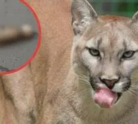 "Muy triste": hallan puma atropellado en vía al Mar por viajes de fin de año y hacen fuerte llamado