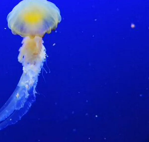 Estudian por primera vez el sueño de las medusas, ¿en qué se parece al de los humanos?