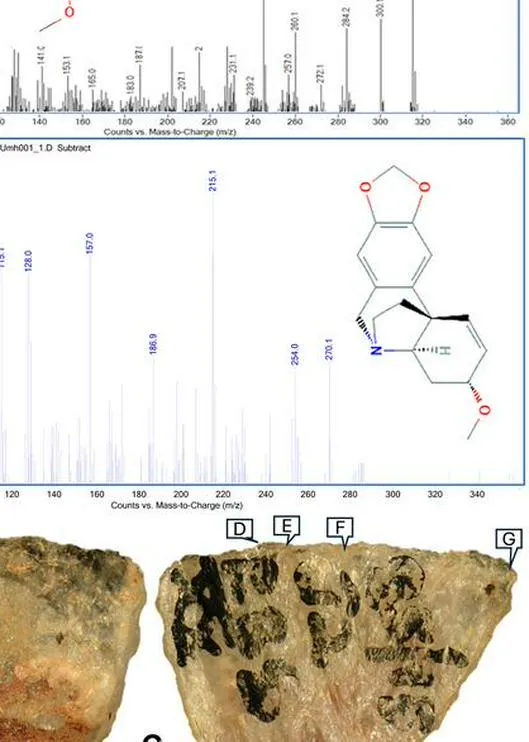 Encontraron la evidencia más antigua del uso de flechas venenosas, ¿hace cuánto ocurrió?