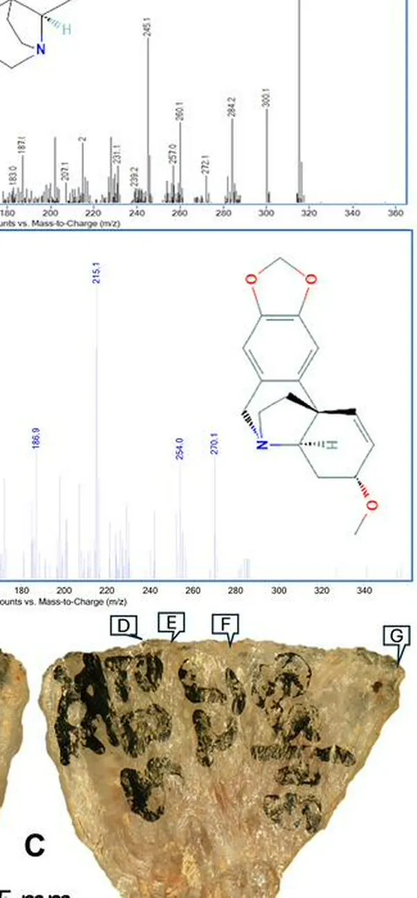 Encontraron la evidencia más antigua del uso de flechas venenosas, ¿hace cuánto ocurrió?