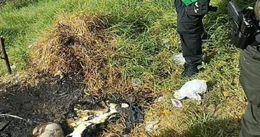 Atroz denuncia de maltrato animal en Bogotá: investigan caso de perra incinerada Suba