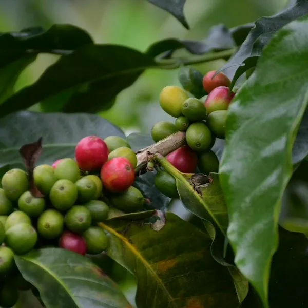 Buenos precios del café salvan lo que va de la producción del 2026
