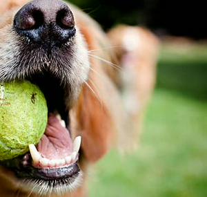 imagen nota inferior